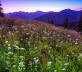 Seasonal melt timing. Alpine flowers out yet?