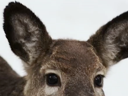 Backcountry Skiing A few words trailer Candide Thovex