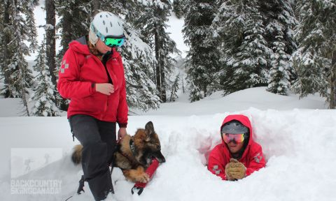 Avalanche-Dog