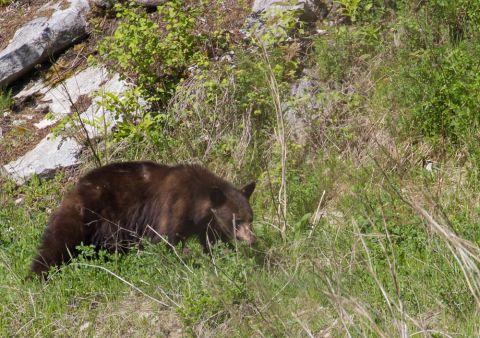 Brown Bear