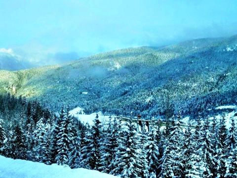 Snow Covered Trees