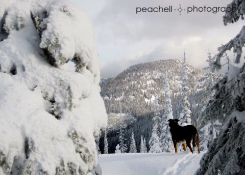 Kootenay Pass - November 2012