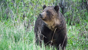 Fernie Grizzly attack