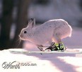 Spring skiing easter weekend