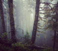 An amazing forest... Wedge trail, Whistler June 25 2013