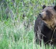 Two survive a Grizzly Attack