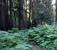Hiking the Ancient Cedars Trail