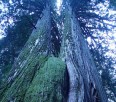 Old Growth Forest