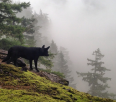 Exploring the Cheakamus Community Forest