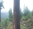 Old Growth in Port Renfrew