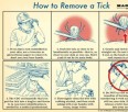 How to Remove a Tick