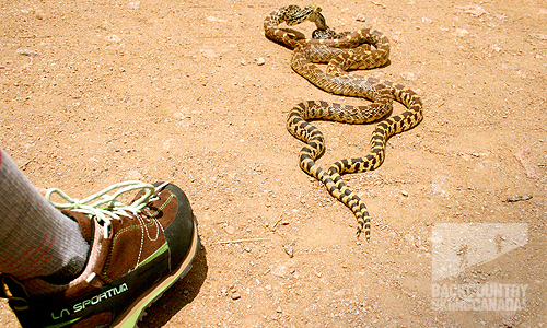 La Sportiva Boulder X shoes