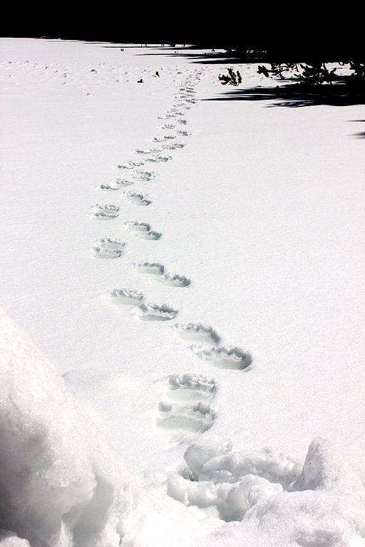 It's That Time of Year: Bears are Out