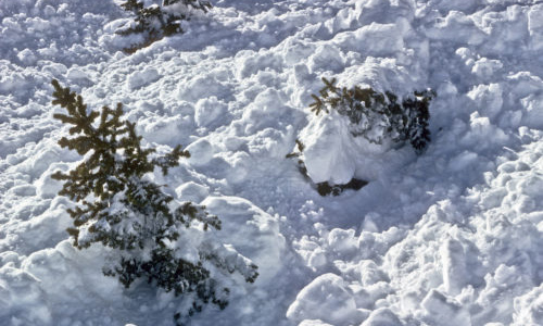 Colorado Avalanches