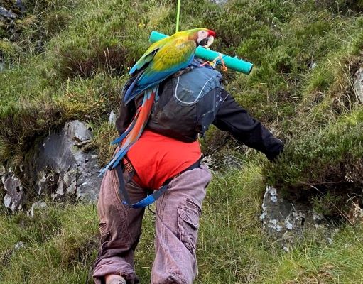 Women rescued while trying to save pet parrot