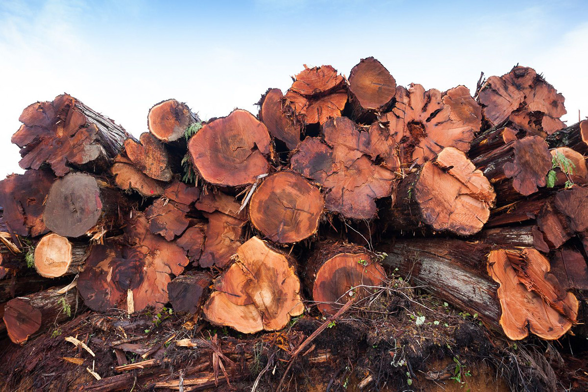 BLOCKADES IN ARGENTA FOR PROTECTION OF OLD GROWTH